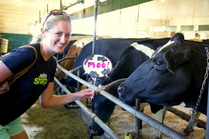 cabot coop cow 2