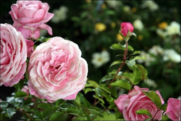 IMG_5650 IMG_5650