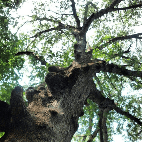 tree