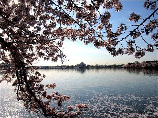cherry blossoms