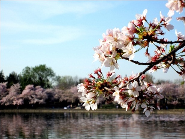 cherry blossoms cherry blossoms