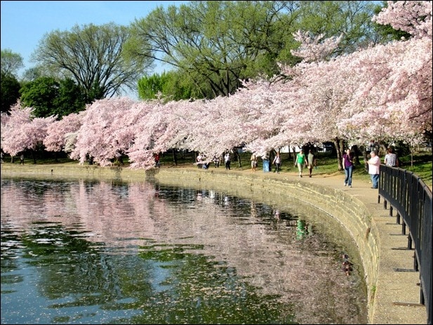 tidal basin tidal basin