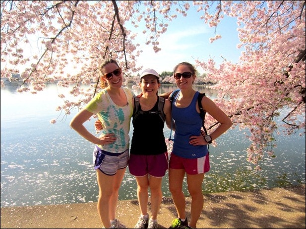 cherry blossoms cherry blossoms