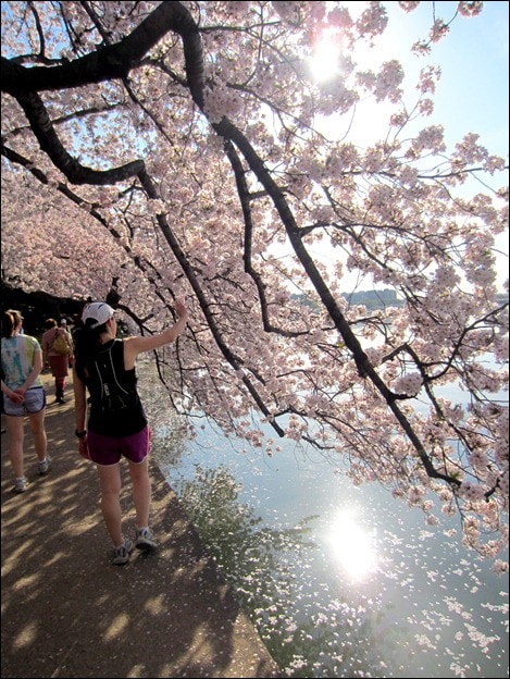 cherry blossoms cherry blossoms