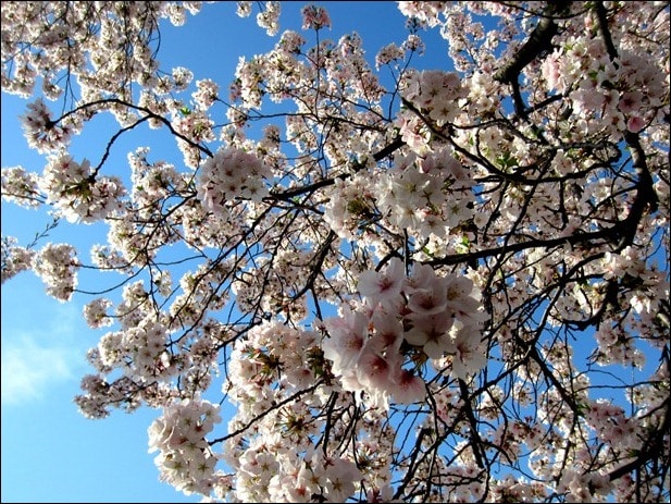 cherry blossoms cherry blossoms