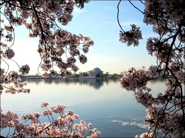 cherry blossoms cherry blossoms
