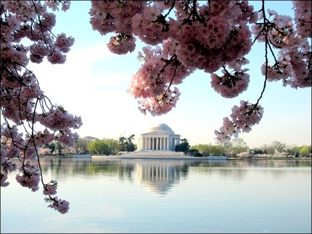 dc cherry blossoms