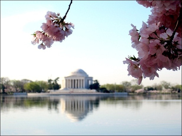 cherry blossoms cherry blossoms