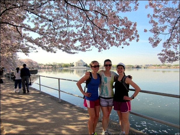 cherry blossoms