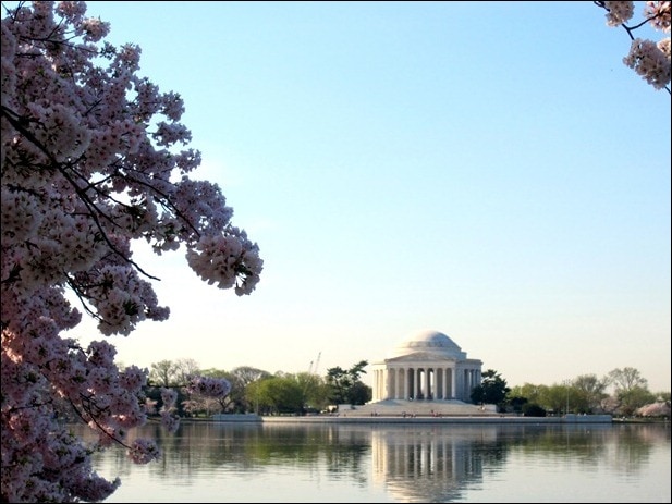 cherry blossoms cherry blossoms