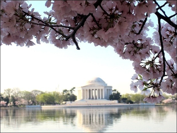 cherry blossoms cherry blossoms