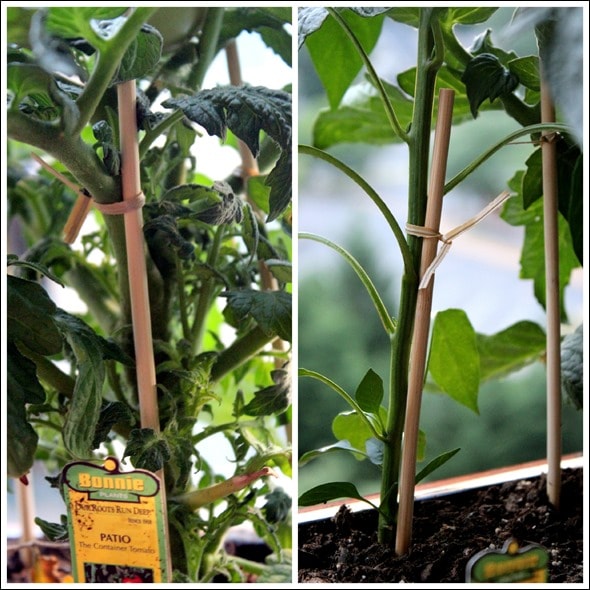 how to prop tomato plant ups