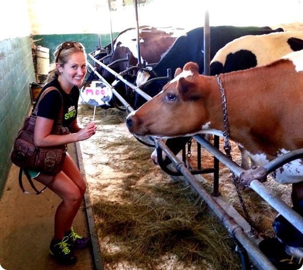 cabot coop cow