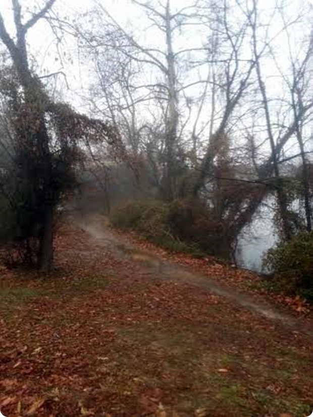 foggy trail