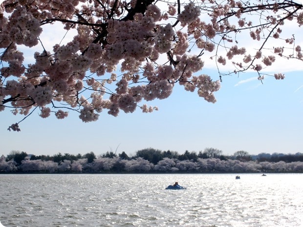 washington dc cherry blossoms 2014
