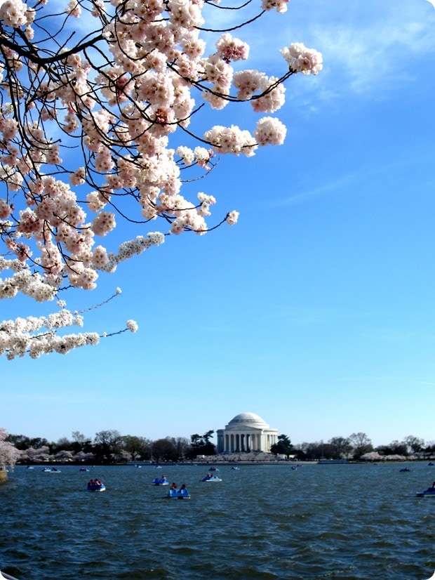 dc cherry blossoms 2014