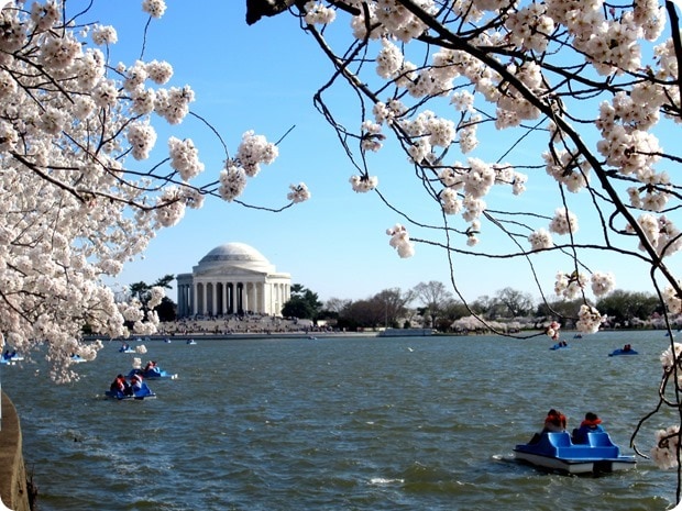washington dc cherry blossoms 2014