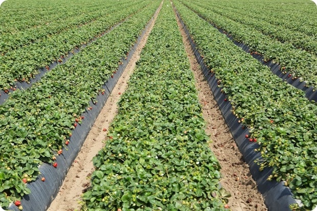 california strawberry farm