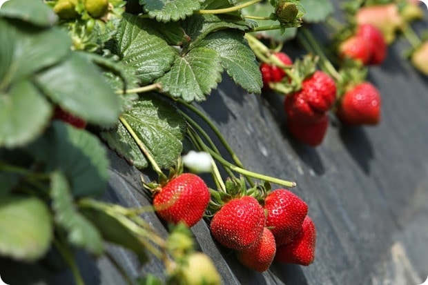 terry berries