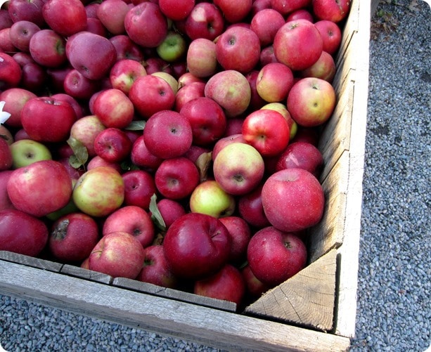 apples