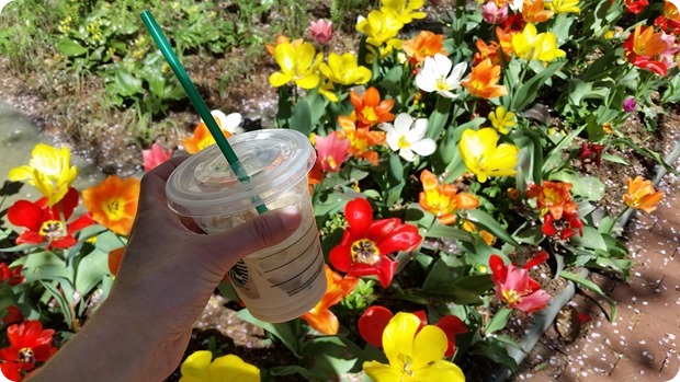 georgetown dc spring flowers