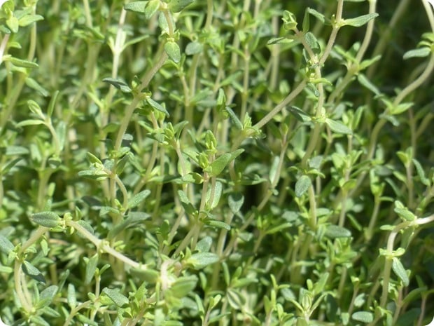 #swissherbs thyme