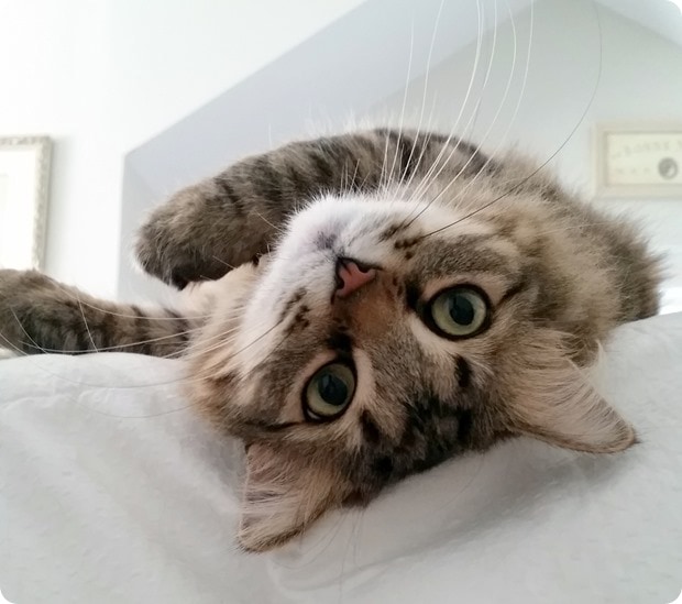 zara the cat