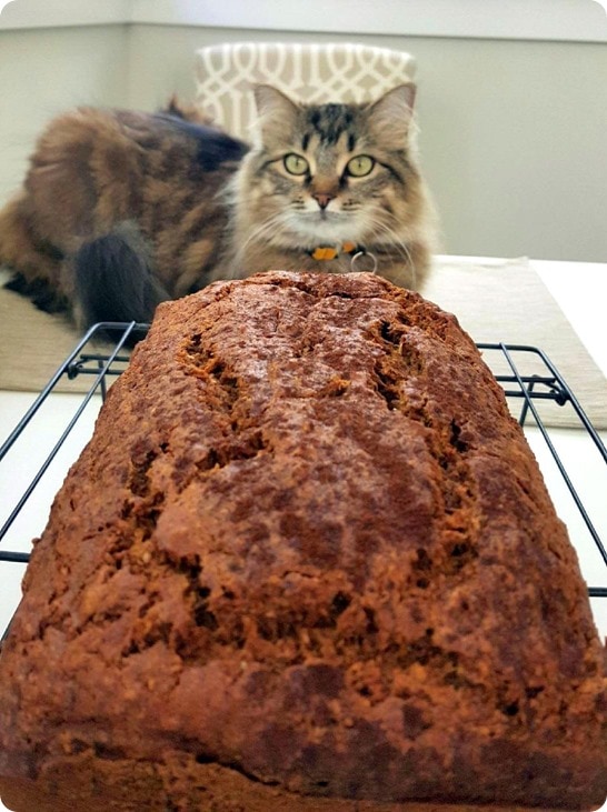 cat banana bread