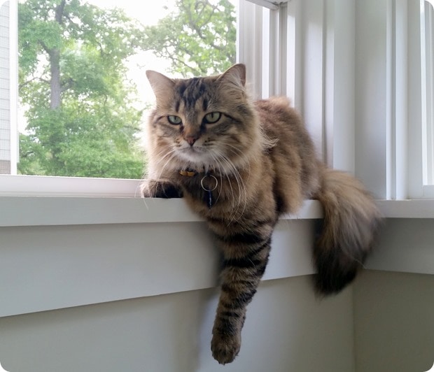 cutest cat ever