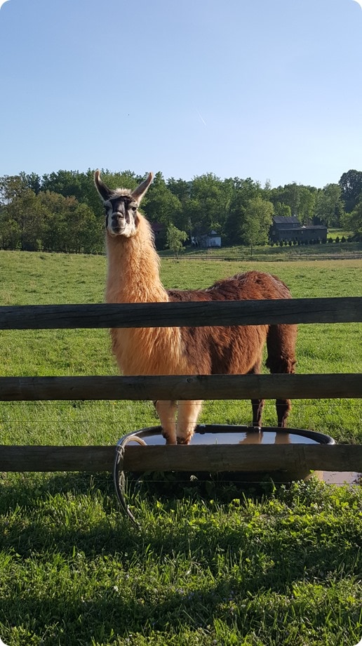 inn at little washington llama