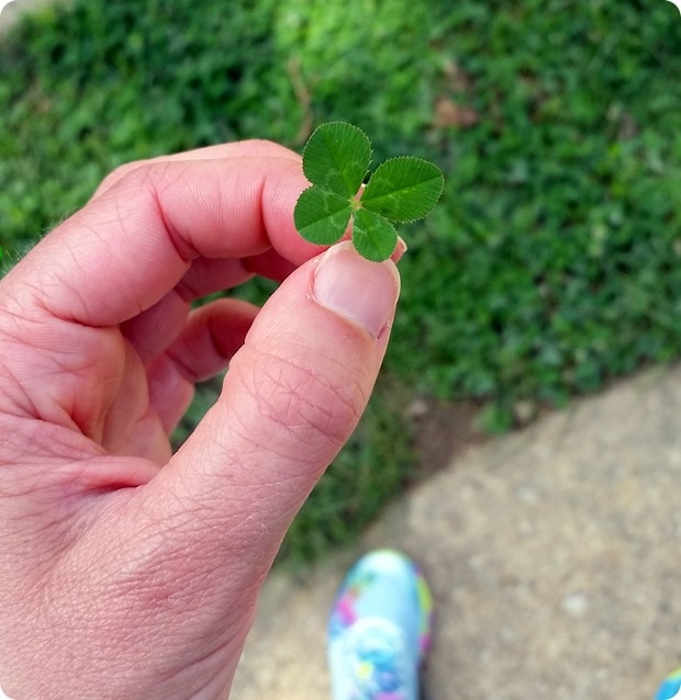 four leaf clover