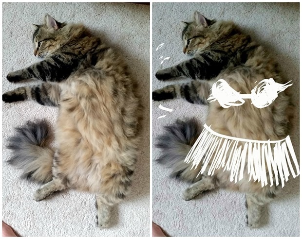 hula cat1