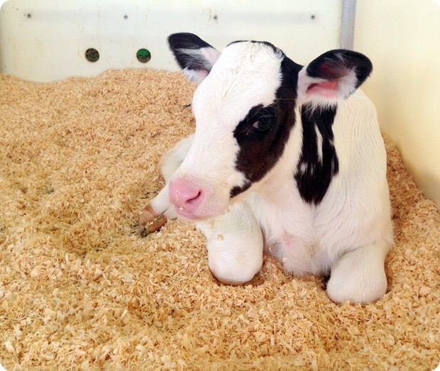 adorable calf