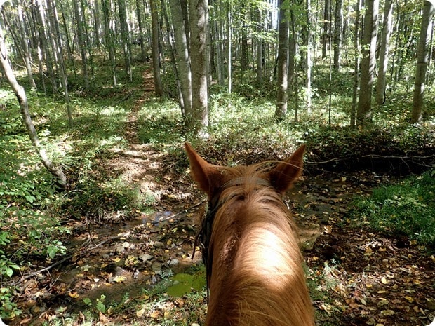 rebels run afton mountain horseback riding