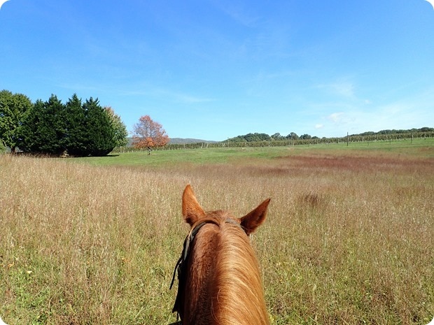 rebels run afton mountain horseback riding