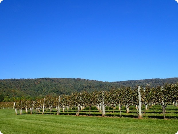Afton Mountain Vineyards