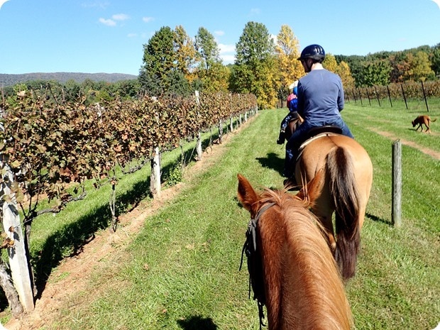 afton mountain vineyards horseback riding