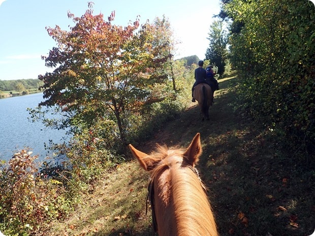 afton mountain vineyards horseback riding