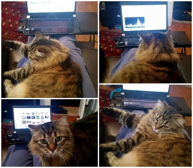 trying to work with a cat in your lap