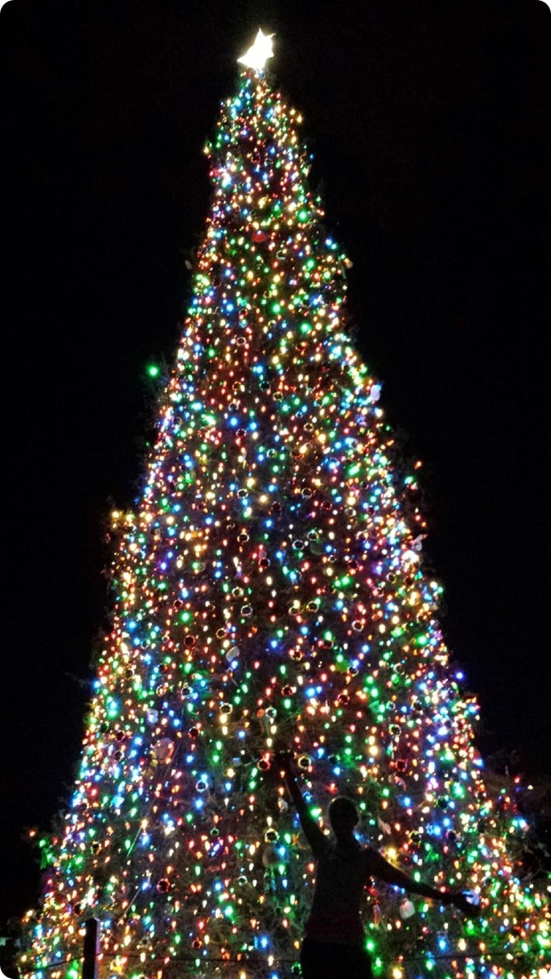 washington dc holiday christmas trees