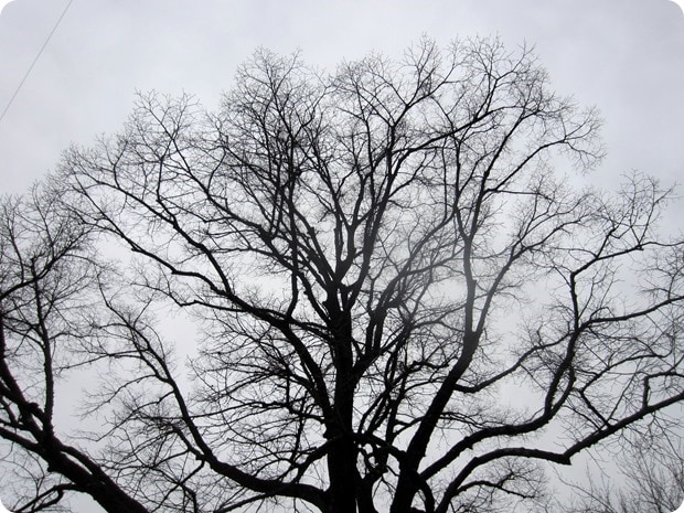 winter trees
