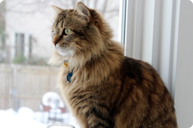 zara the cat