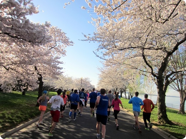 cherry blossom 10 miler