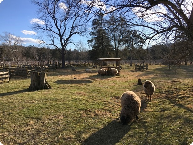wisteria farm