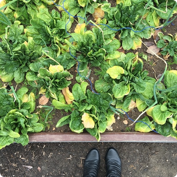 white house kitchen garden vegetables