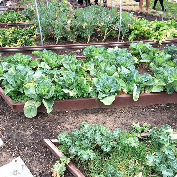 white house kitchen garden