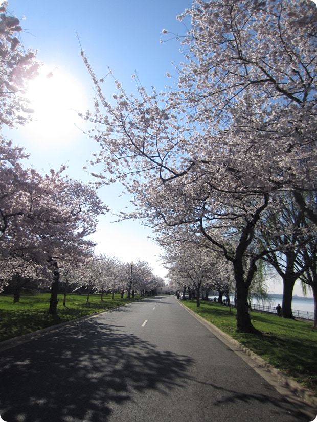 hains point cherry blossoms dc