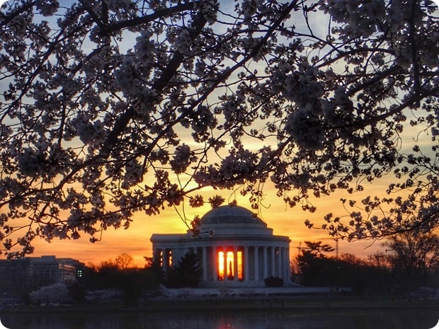 sunrise cherry blossoms dc
