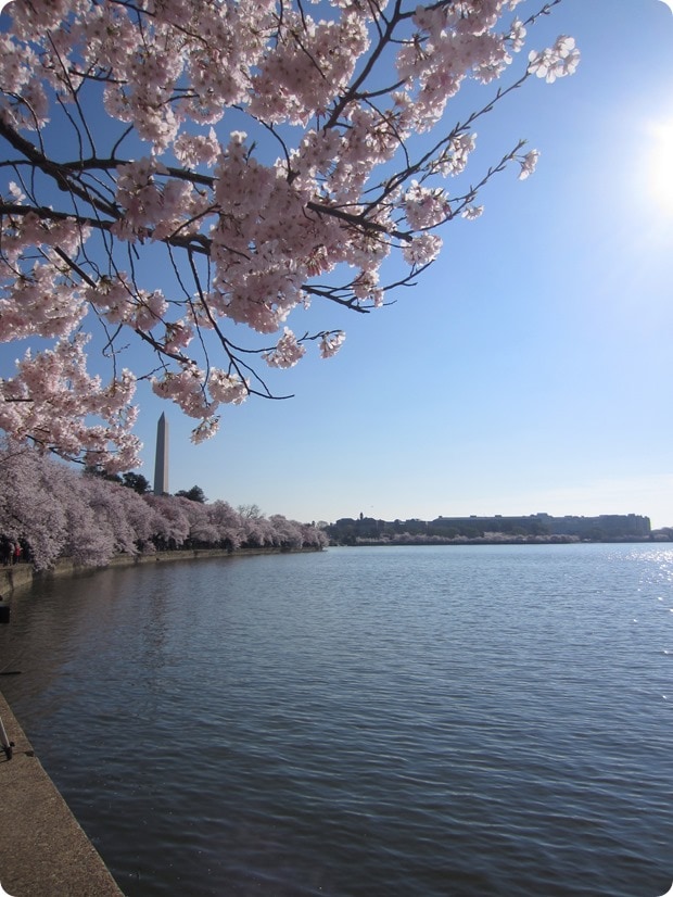 cherry blossoms dc 2016 