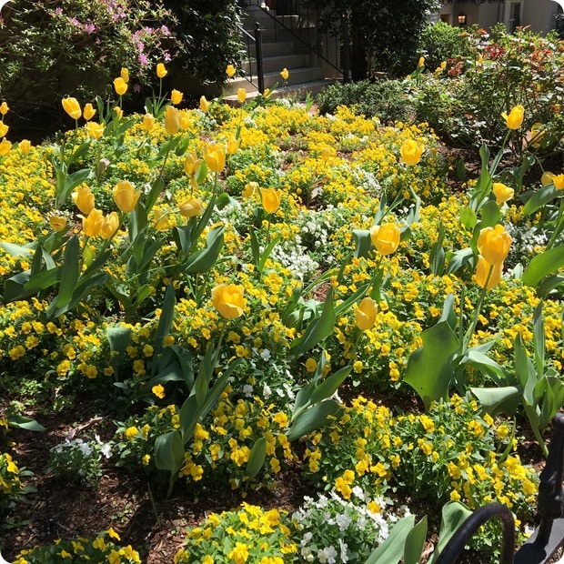 spring flowers in DC